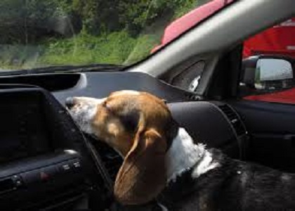 dog in hot car 